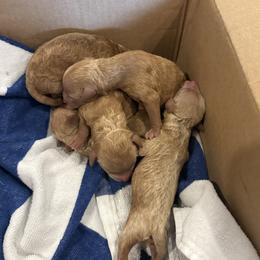 Poodle puppies from Ruth’s Poodles
