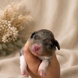 Clover - Blue merle female Miniature Australian Shepherd puppy in Oroville, California from Diamond Arrow Aussies