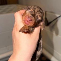 Rockyroad - Dapple female Dachshund puppy in Yuba City, California from Mulberry Dachshunds