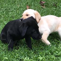 Labrador Retriever Puppies from Palmetto Creek Kennels & Gundogs, LLC