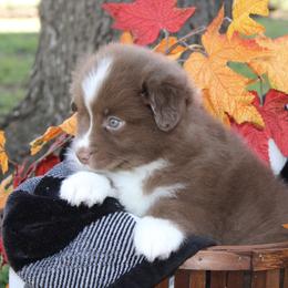 Australian Shepherd and Miniature Schnauzer Puppies from RM Aussies and Miniature Schnauzers