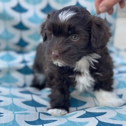 Havanese Puppies from Happy Havanese Gems