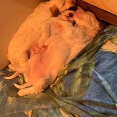 English Setter Puppies from English Setter Farms