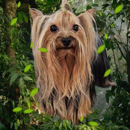Capt'n - Yorkshire Terrier