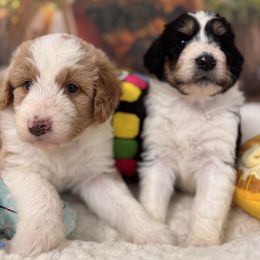 Bentley - Apricot female Aussiedoodle puppy in Dickerson, Maryland from Pawsome Aussie Doodles and Oodles