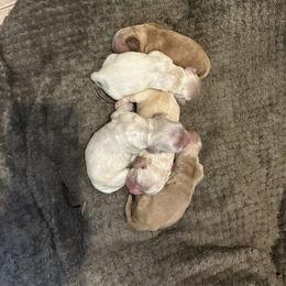Girl 3 - Buff female Cocker Spaniel puppy in Spotsylvania, Virginia from Wilkshire Farm