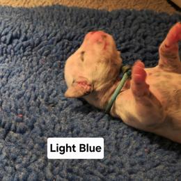 Light Blue - White and black male Dalmatian puppy in Hagerstown, Maryland from Stagecoach Dalmatians