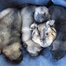 Pomsky puppies from New World Pomskies