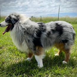 Toby (Mockingbird's Barrels of Bourbon) - Blue merle male Miniature American Shepherd puppy in Ash Grove, Missouri from 3 Barrels Farms, LLC