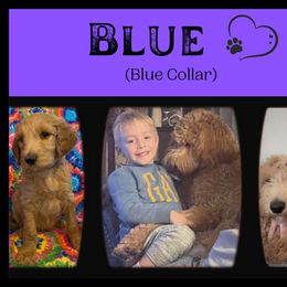 Goldendoodle All Grown Up from Nebraska Doodle Crew