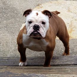 Cindy - Bulldog