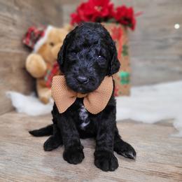Rita - Black female Goldendoodle puppy in Woodburn, Indiana from DNLS Doodle Puppies