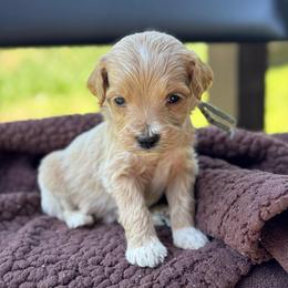 Corn Dog - Apricot male Goldendoodle puppy in Wharton, Texas from Little Fur Friends
