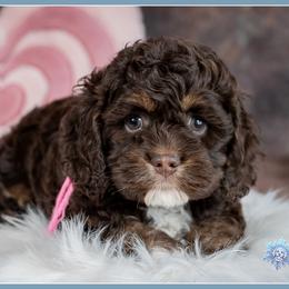 Cashew - Brown and tan female Cockapoo puppy in Connersville, Indiana from Deaz Doodle Ranch