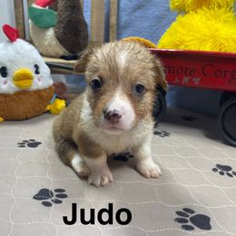 Judo - Red female Pembroke Welsh Corgi puppy in Apison, Tennessee from Ashmore Corgis