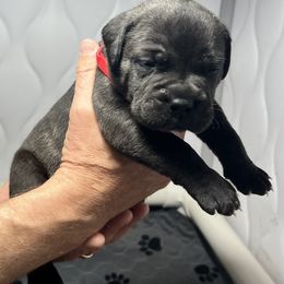 Bullmastiff Puppies from Fernandes’ Guardians Bullmastiff