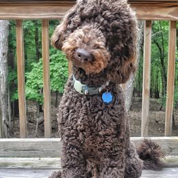 Fletcher - Goldendoodle