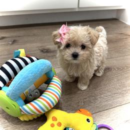 Teeny-Weeny - Apricot female Maltipoo puppy in Spring, Texas from GlamPaw Maltipoos