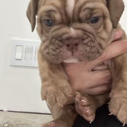 Boy 4 - Chocolate tri-color male Bulldog puppy in Rome, Georgia from English Bulldogs of the Seven Hills