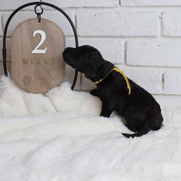 Slinky - Black male Labradoodle puppy in Bryantown, Maryland from Doodles on Duty