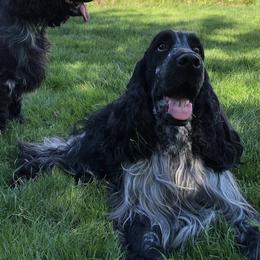 English Cocker Spaniels from StoneRose Kennels