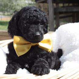 Horseshoe-male - Black male Poodle puppy in Scottsville, Kentucky from Barren River Bernedoodles and Poodles