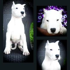 Blue collar- 'Eros' - White male Dogo Argentino puppy in San Diego, California from Debonair Dogos