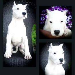 Blue collar- 'Eros' - White male Dogo Argentino puppy in San Diego, California from Debonair Dogos