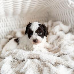 Dumplin - Parti male Poodle puppy in Chapel Hill, North Carolina from Cyndi’s Poodles