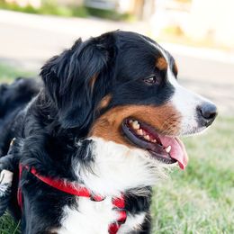 Aussiedoodles, Bernedoodles, Bernese Mountain Dogs, Double Doodles, and Goldendoodles from Teddy Doodles & Standard Poodles