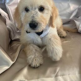 Goldendoodle, Poodle, and Sheepadoodle Puppies from Rising Star Kennels