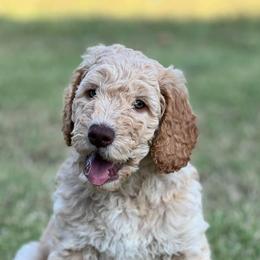 Goldendoodles from Merrie Doodles