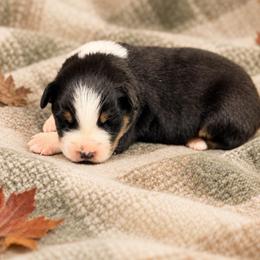 Frosty - Black tri-color male Australian Shepherd puppy in Howardsville, Virginia from Spectacular Aussies and Cavaliers