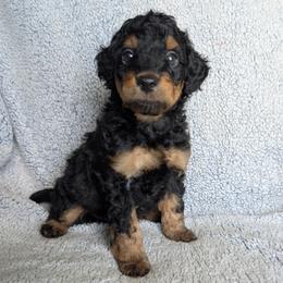 Boy 5 - male Goldendoodle puppy in Englewood, Ohio from The Golden Aussie Co.