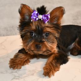 Baelyn - Black and gold Yorkshire Terrier puppy in Maple Heights, Ohio from Yorkiesllc
