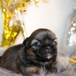 Girl 3 - Red and white female Shih Tzu puppy in Craig, Colorado from Rocky Mountain Shih Tzus and Dry Creek Miniature Dachshunds