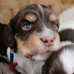 Blue - Piebald male Dachshund puppy in Allons, Tennessee from Amber's Flock Homestead