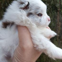 Boy 2 - Chocolate merle male Pomeranian puppy in Carrollton, Georgia from B AND R'S POMERANIAN'S