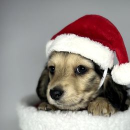 Erika - Dachshund puppy from Von Loos Dachshunds