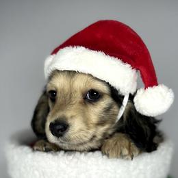 Erika - Dachshund puppy from Von Loos Dachshunds