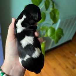 Sweetpea - Piebald female Dachshund puppy in Jacksonville, North Carolina from Lizzie’s Doxies
