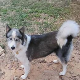 Belle - Siberian Husky