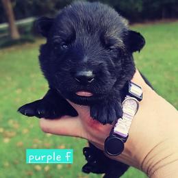Purple collar - Sable female German Shepherd puppy in Dexter, Missouri from Vom Morris Haus German Shepherds