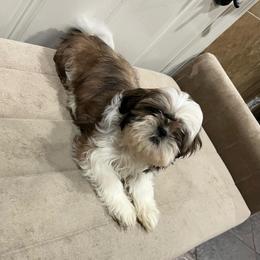 Luna - Red and white female Shih Tzu puppy in Eastvale, California from Gigi’s Shih tzu