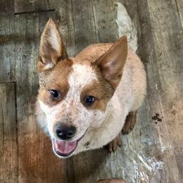 Jim Beam (L61-06) - Red speckled male Australian Cattle Dog puppy in Sheridan, Oregon from 6pk Cattledogs