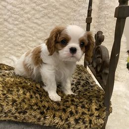 Cavalier King Charles Spaniel Puppies from Bluebonnet Cavaliers