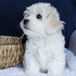 Sgt Stubby - White male Coton de Tulear puppy in Forney, Texas from Buttercup Cotons of Texas