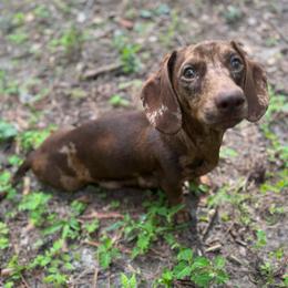 Annie - Dachshund