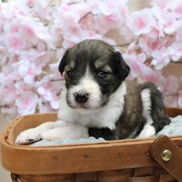 Shadow - Sable male Bordoodle puppy in Ashland, Ohio from Cherry Blossom Doodles
