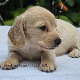 Sarah - Red female Dachshund puppy in Ben Wheeler, Texas from Anytime Dachshunds by D.B.